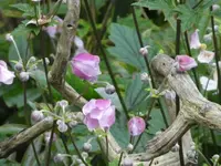 Chinesische Anem 04.webp