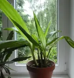 Phaiu 01.webp