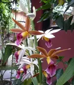 Phaiu 04.webp
