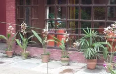 Phaiu 05.webp