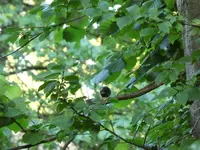 Zeunkö 01.webp