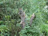 Baumstumpf 01.jpg