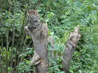 Baumstumpf 02.webp
