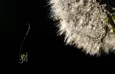 9seiltänzer-.webp
