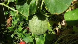 20170709_144517.2.webp