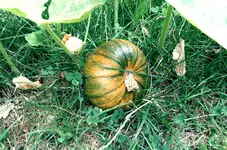 20170723_194737.3.webp