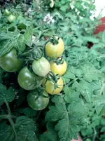 20170723_195012.3.webp