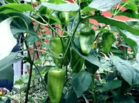 20170723_195204.3.webp