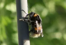 Hummel rastet+++++.jpg