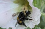Hummel voll blütenst.jpg