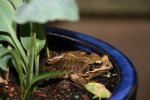 Frosch0117.jpg