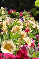 blueten_170707.webp