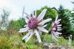 berkheya purpurea.JPG