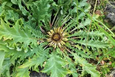varlina acanthifolia.webp