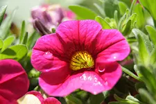 bluete_pink_170707.JPG