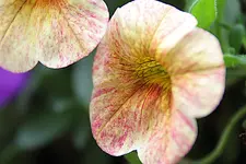 bluete_gesprenkelt_170706.webp