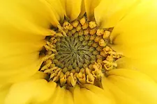 sonnenblume.webp