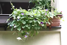 prunkwinden_vorne.webp