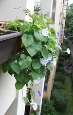 prunkwinden.webp