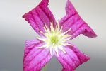 clematis_bluete_170723.jpg