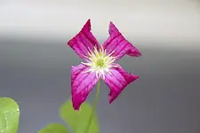 clematis_bluete2_170723.jpg