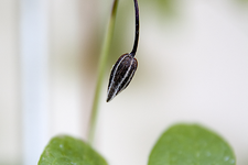 clematis_knospe_170723.jpg