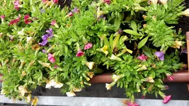 20170725_124701.webp