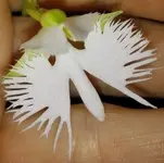 Habenaria 01.webp