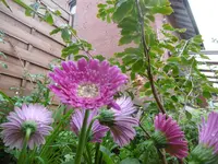 P1010474.webp