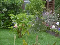 P1010469von der 1 Terasse.webp