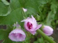 P1010480Malve.webp