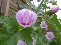 P1010479Malve.webp