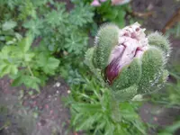 P1010466Mohnknospe.webp