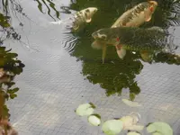 P1010493die Fische.webp