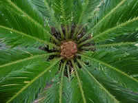 P1010490Palmenfarn.webp