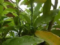 P1010488orange.webp