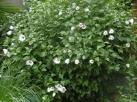 P1010486hibiskus.webp