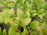 P1010485Zitrone.webp