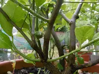 P1010484Zitrone.webp