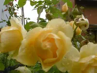 P1010482rose.webp