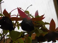 P1010498die Fuchsie.webp