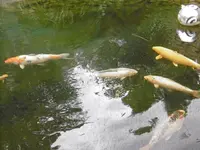 P1010495die Fische.webp