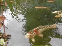 P1010494die Fische.webp