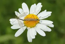 Rosenkäfer liebe.webp