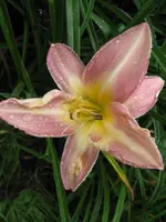 007_576x768.JPG