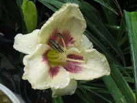 prize picotee glite_1024x768.JPG