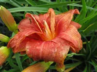 sachsen red double 1_1024x768.webp