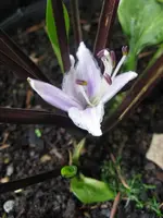 005_576x768.JPG