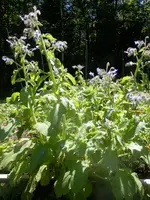 P7240475.webp