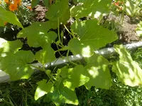 P7240477.webp